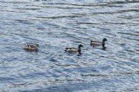 3 ducks